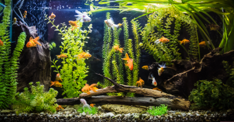 Live ornamental fish &aquarium plants